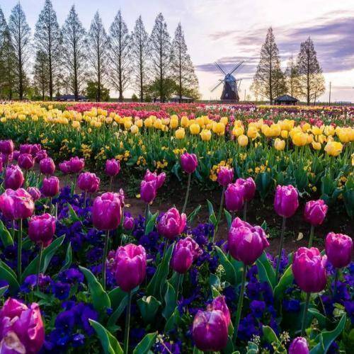 ایوب قلعه دوس ریمیکس 