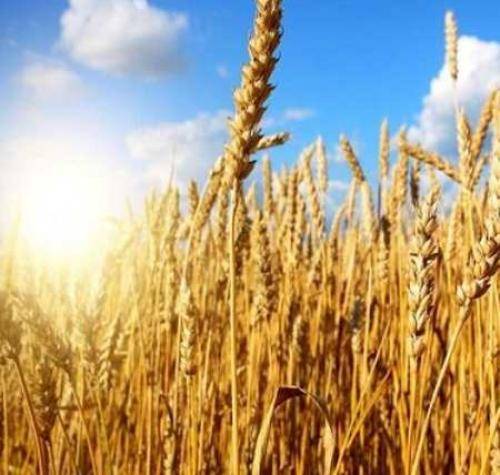 تاریخ ما خاک این گندم تو خیابونه
