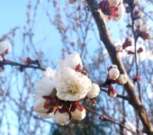 چرسی و آرما و کوشا حبیبی