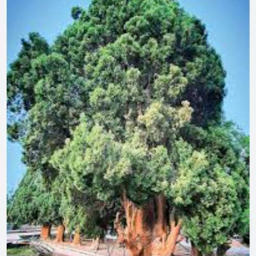 علی احمدیانی یه روز خوبم یه روز بد