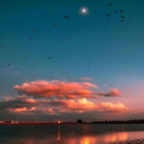 گلی خوشگلی گلی دلبری گلی از همه زیباتری