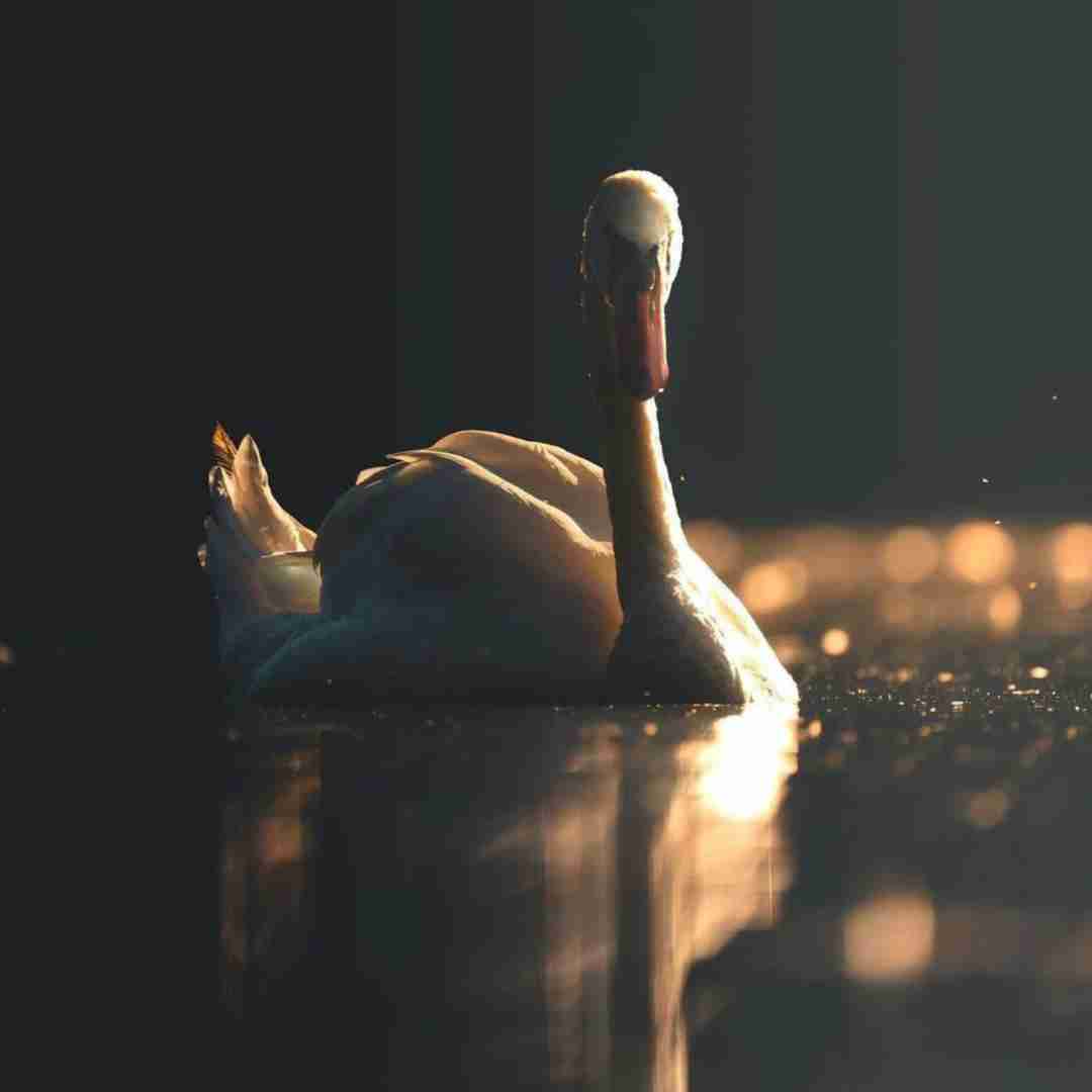  من حاضر بودم بخاطرت بخورم گلوله