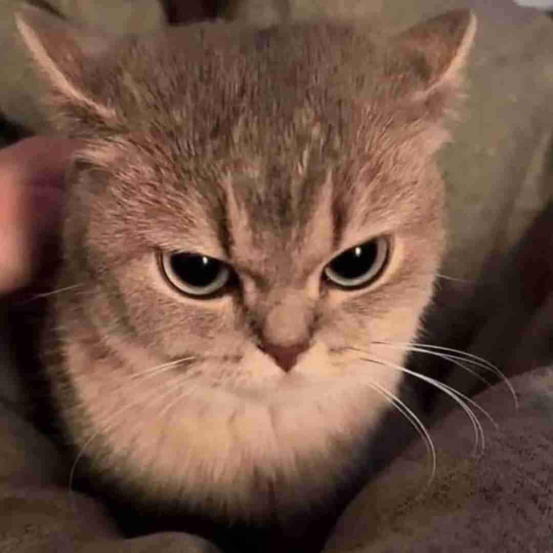  بوک میشه فرست کلاس ایرلاین با صدای رزی