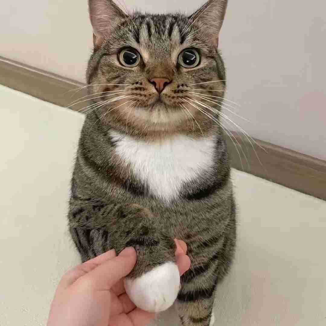  آشنای من من غریبم بی تو با صدای دختر اینستایی