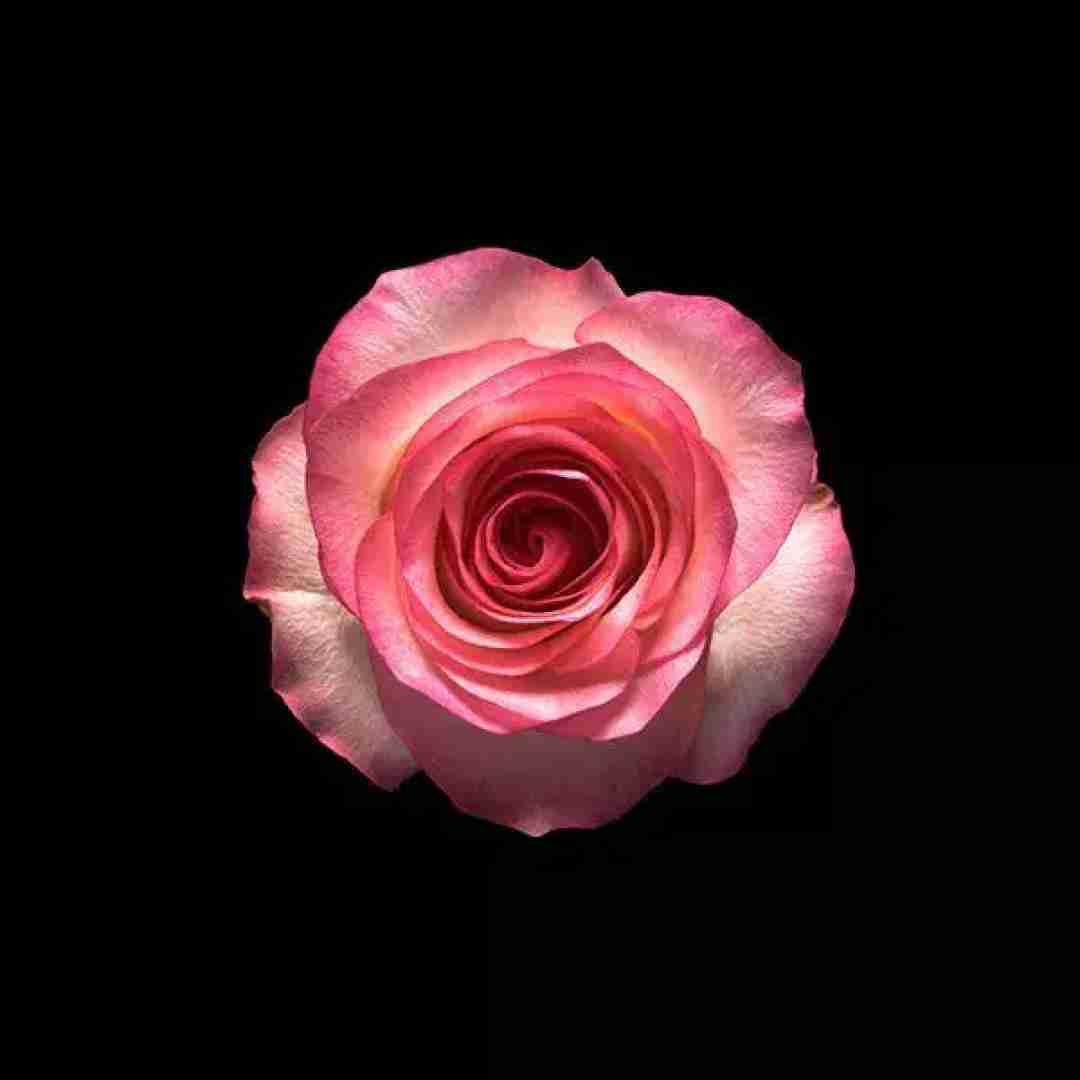 دلم لاله ی عاشق اهای بنفشه ی تر با صدای علی کسگم