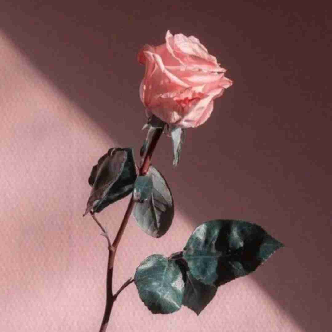حبیبی هنو گنگ ندیدی با صدای شیر فرهاد