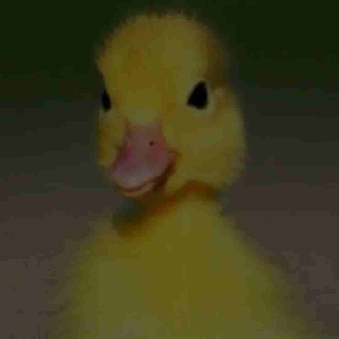  اتل متل توتوله گاو حسن چجوره