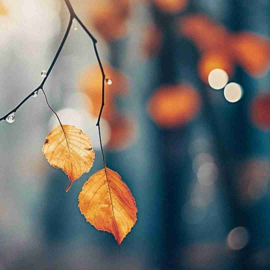  قول دادیا نری جاییا میمیرم ببینم تنهاییا