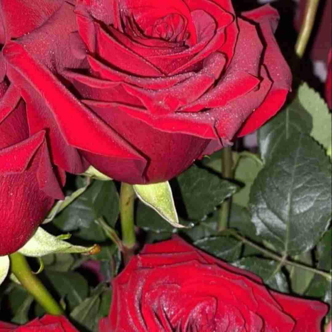 ابرو گوندش سنی ایستیوروم
