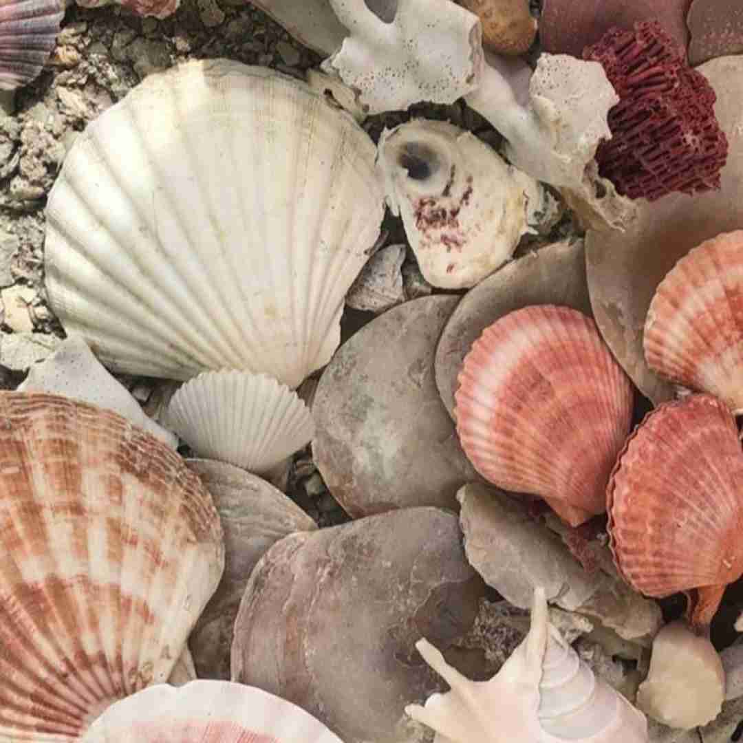  اینجه مشهده بیبه کف موروم مو زیدت