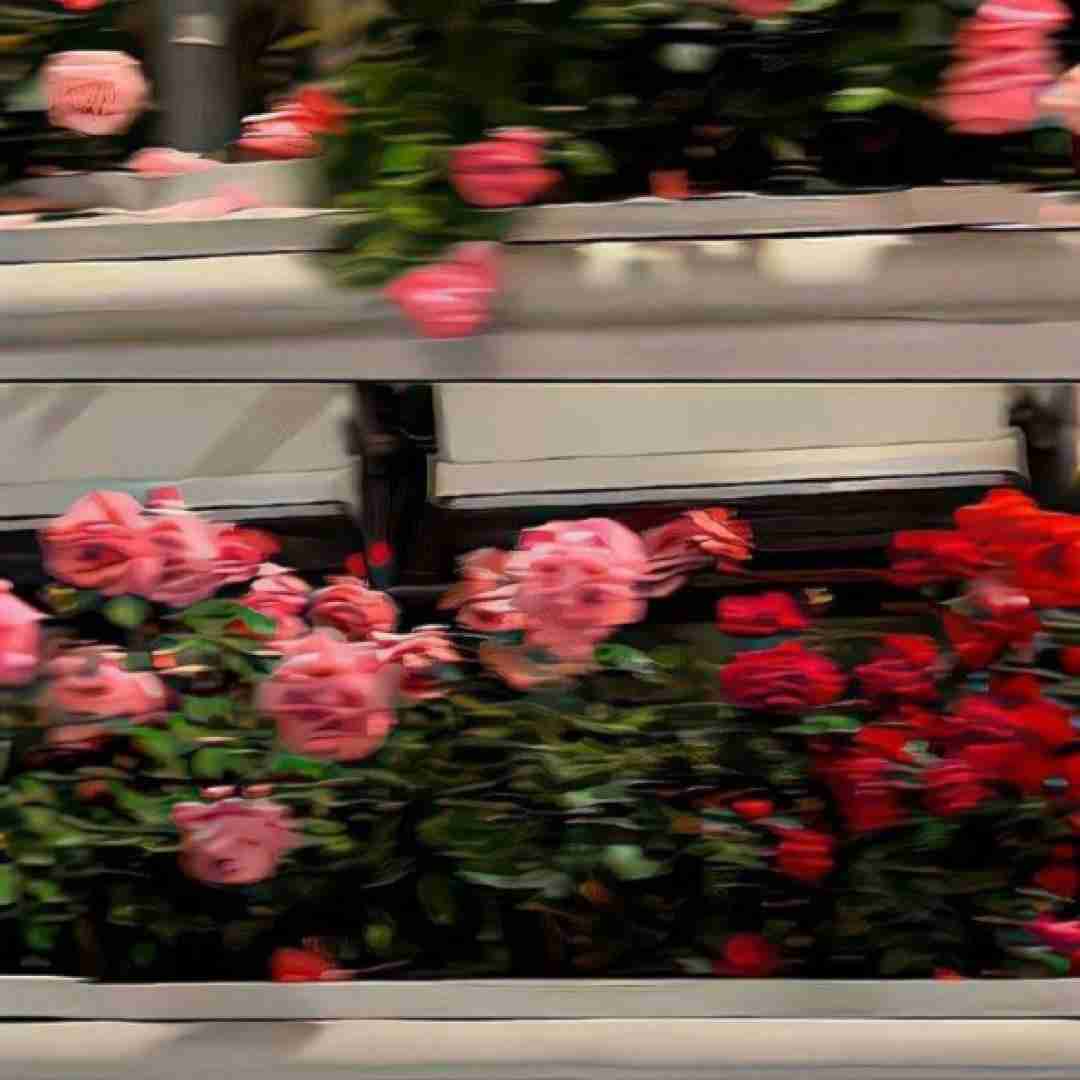  میگی زندگی رفیق نیمه راهست بعضی رفتنا قشنگ بوی نیومدن میده