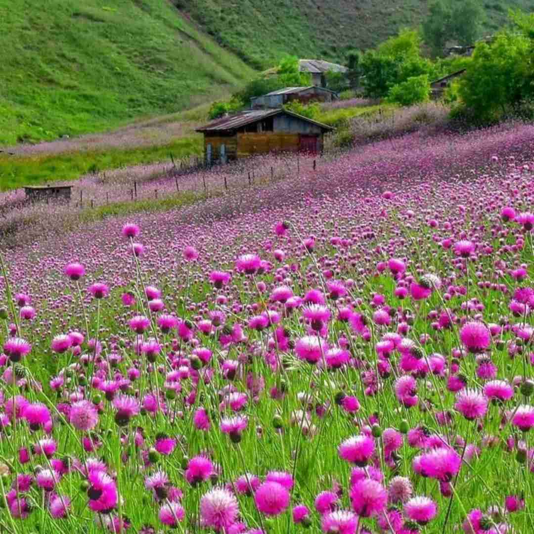 سورا اسکندرلی چوک گچ