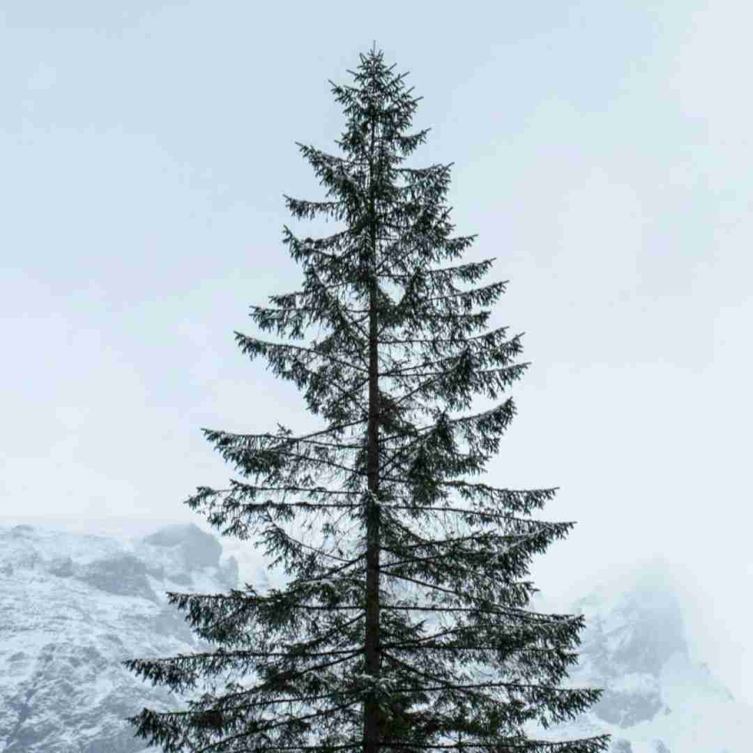  اتل متل یه مورچه قدم میزد تو کوچه