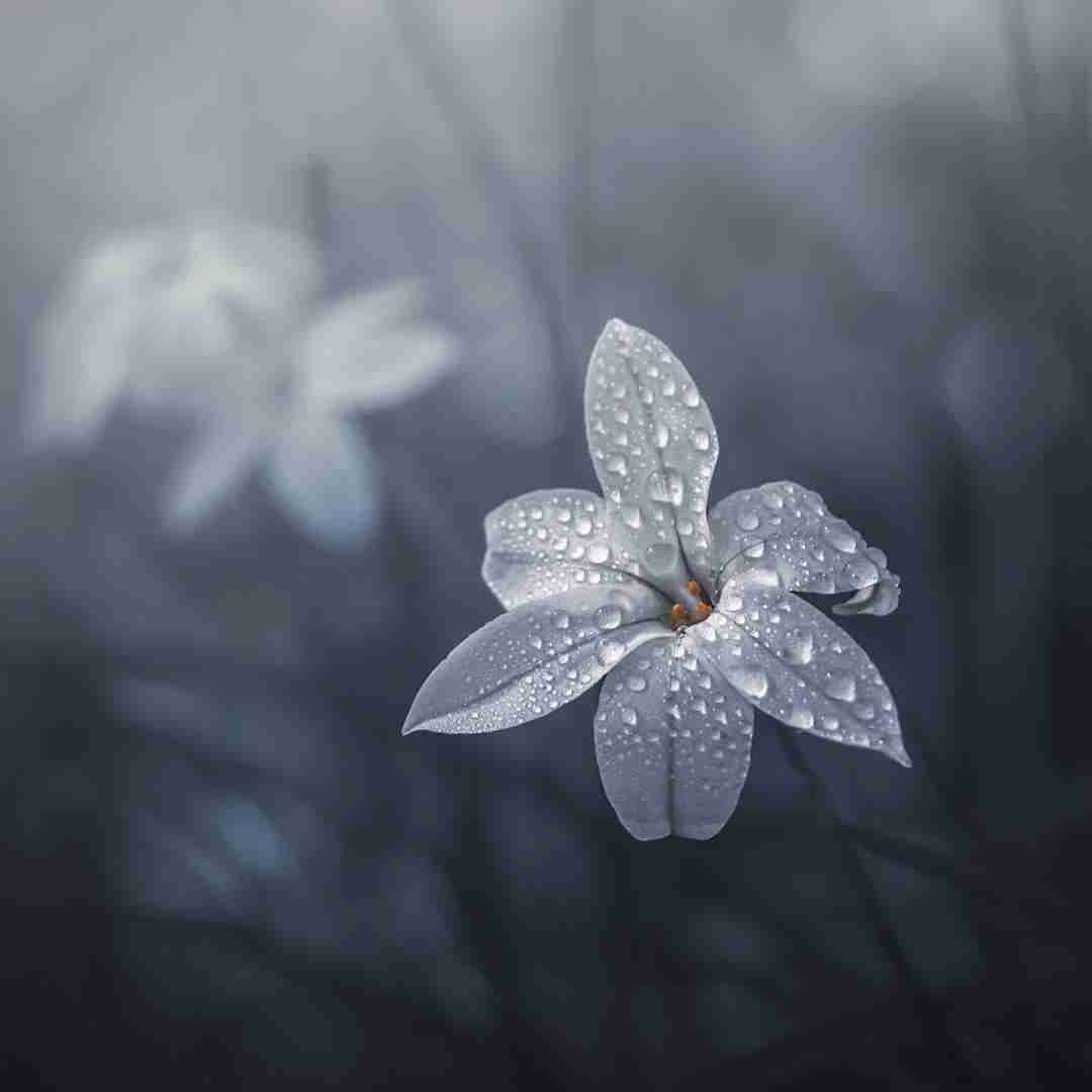 یعقوب یعقوب کیه آژیرای مامور