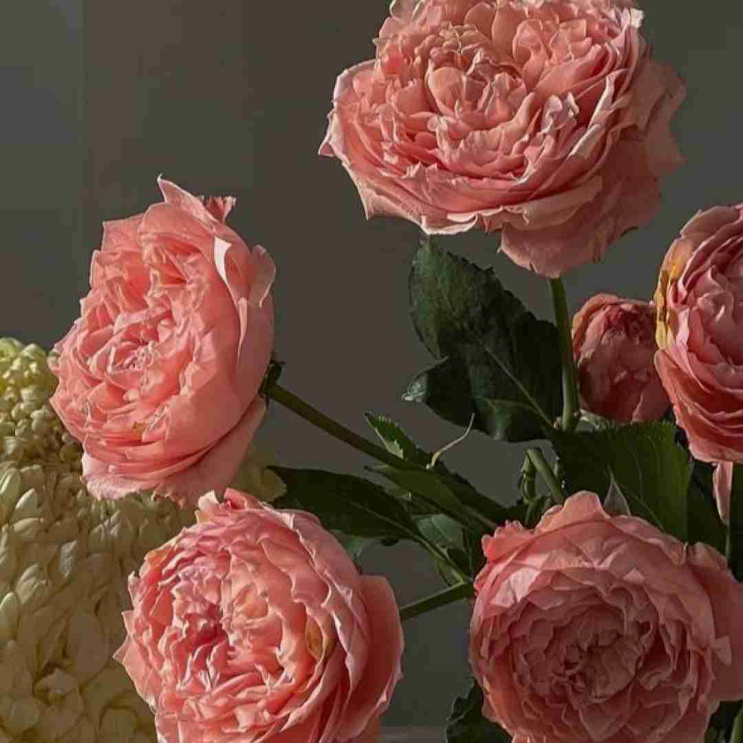 یار عزیزم بی مو جر کرده نازتو میخرم گرون
