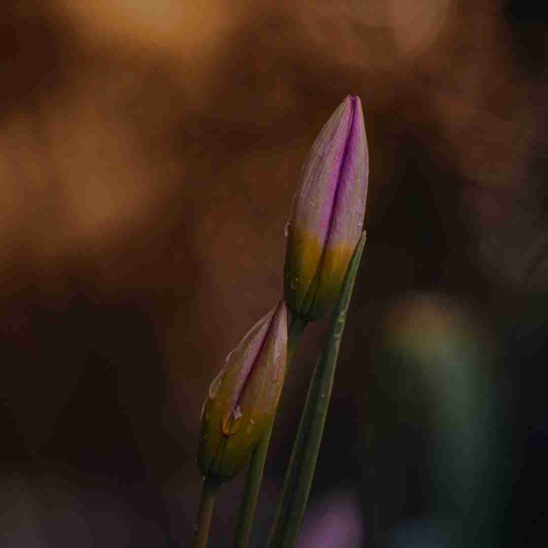 روزه خوبم واسم آرزو شده اصلا یادم نمیاد دیگه