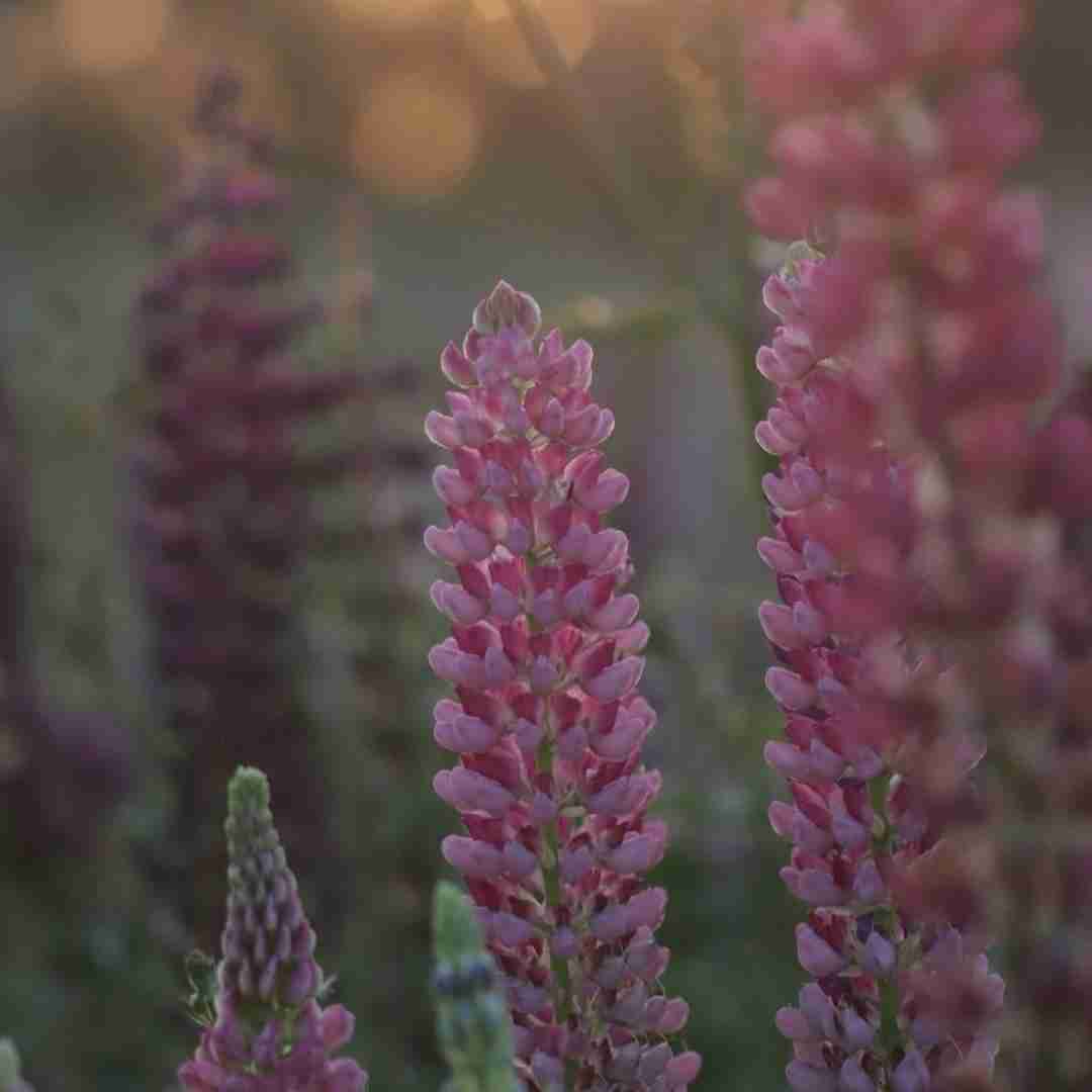 به کی دارم میدم بازخواست نمیدونم شاید بد بودم (ترند اینستایی)