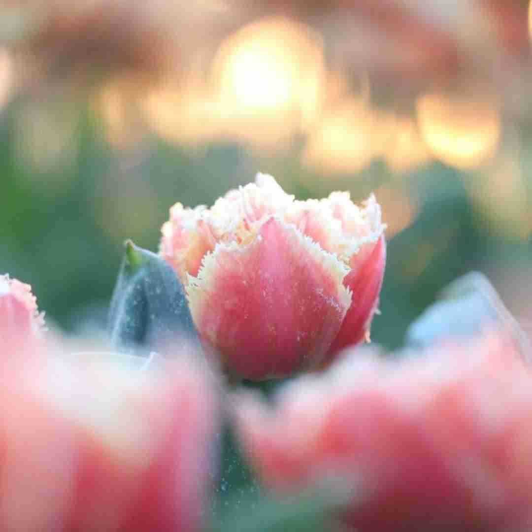 اگه یه روز قید تو زدم میان پیشم از تو بهترن