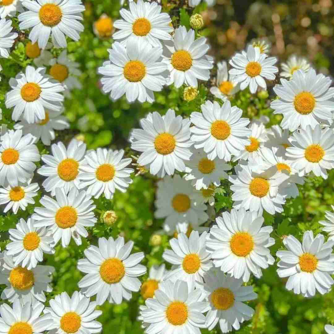  خندیدی گفتی احمق تو مخمی ولی تو دلمی تو بدتر