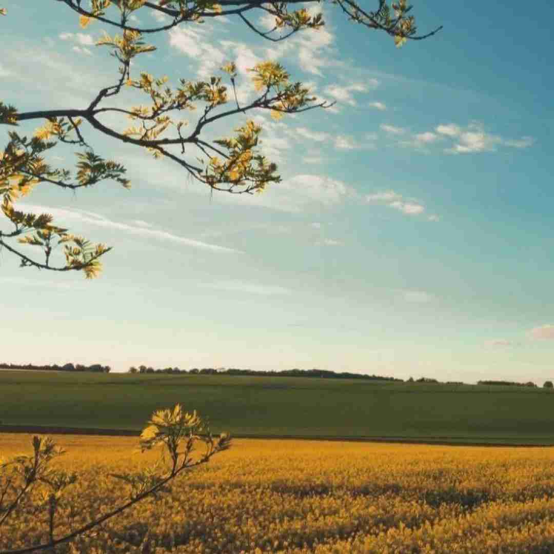 خیلی وقته که نمیگم بودی ای کاش اما بی تو میمیرم (ترند اینستایی)