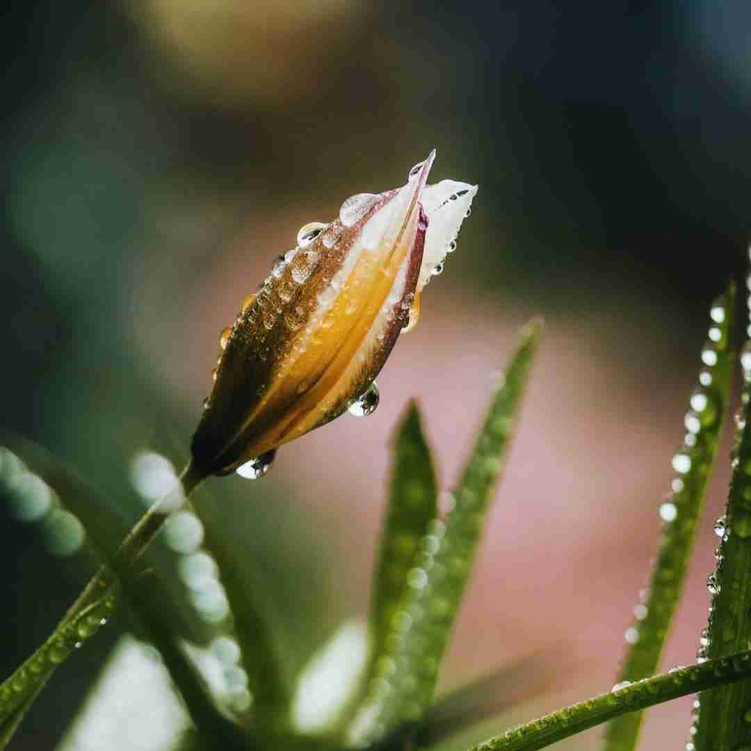 سیمگه یاز یاز