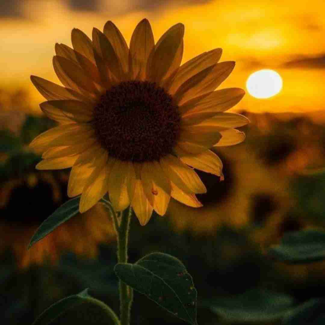 تو برا اونا بچ باشی فرقی نداره تاکسیکم مثت
