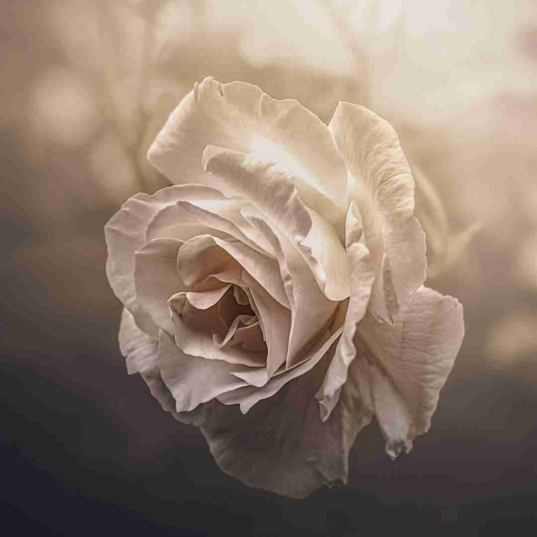  نه نرو نرو لیلا نرو لیلا چپ سینه ی من با صدای دختر اینستایی