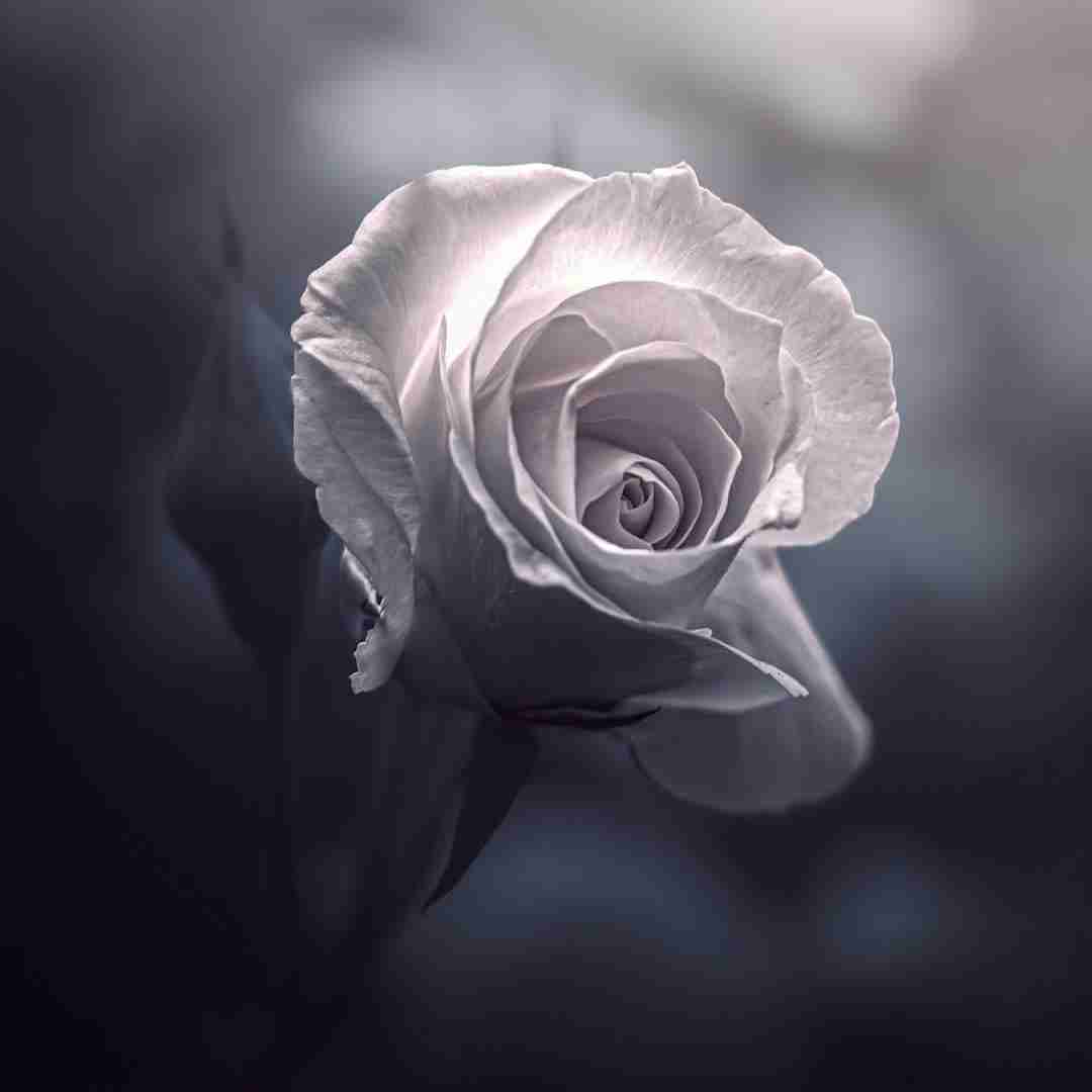 شادی یه جایی تو درونه بازی کار هممونه