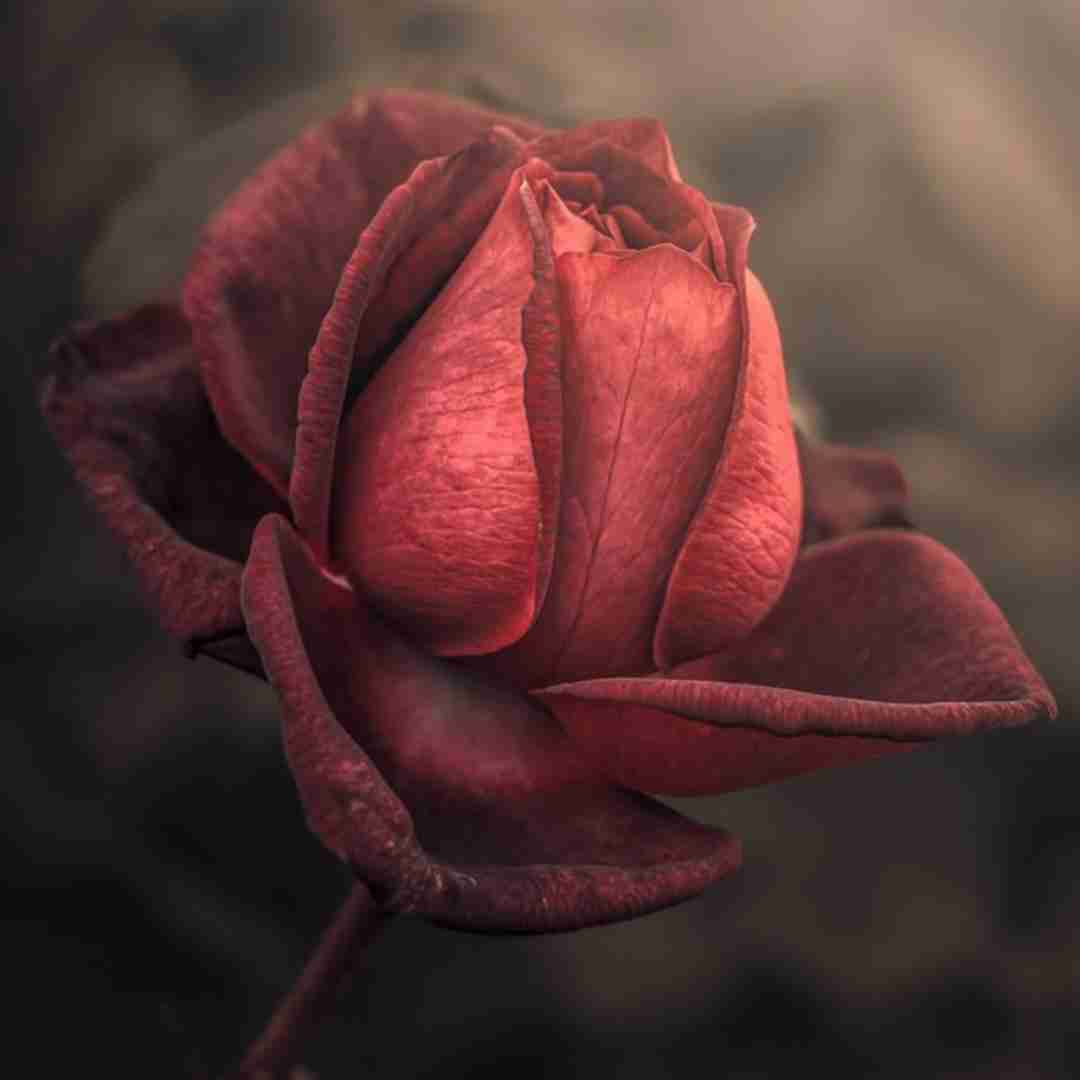 فاطمه رحمانی بسوته دل
