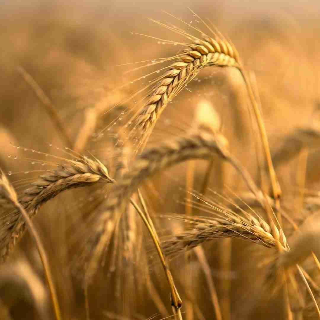 ای خدا کوروم بکن من مال نگردم اونم گذاشت رفت