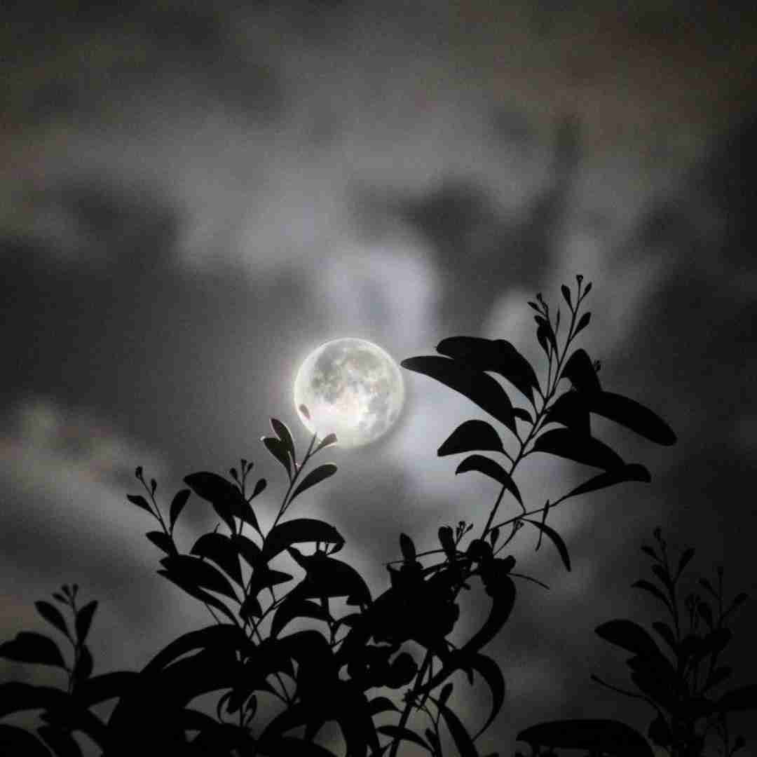 این شبا حالمو از عاشقای مست میخرم عاقلانه نه