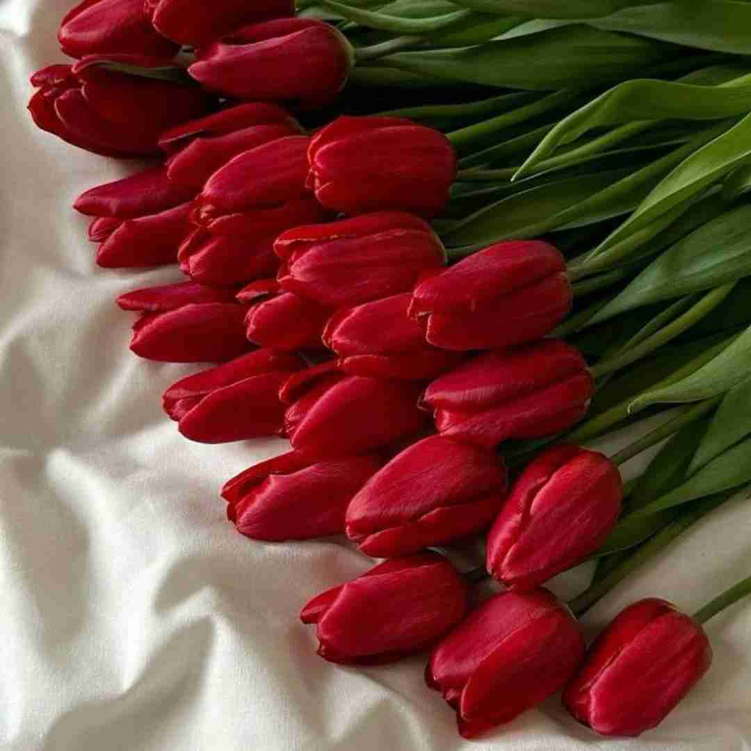 منو در آرید از غم هم بینیم زخمه هم لثه ام (ترند اینستایی)