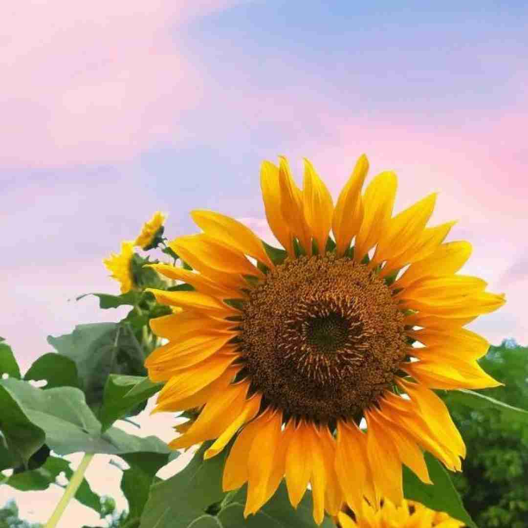 هله هله دستا بالا بالا بالا باریکلا یالا یالا (معروف اینستایی)