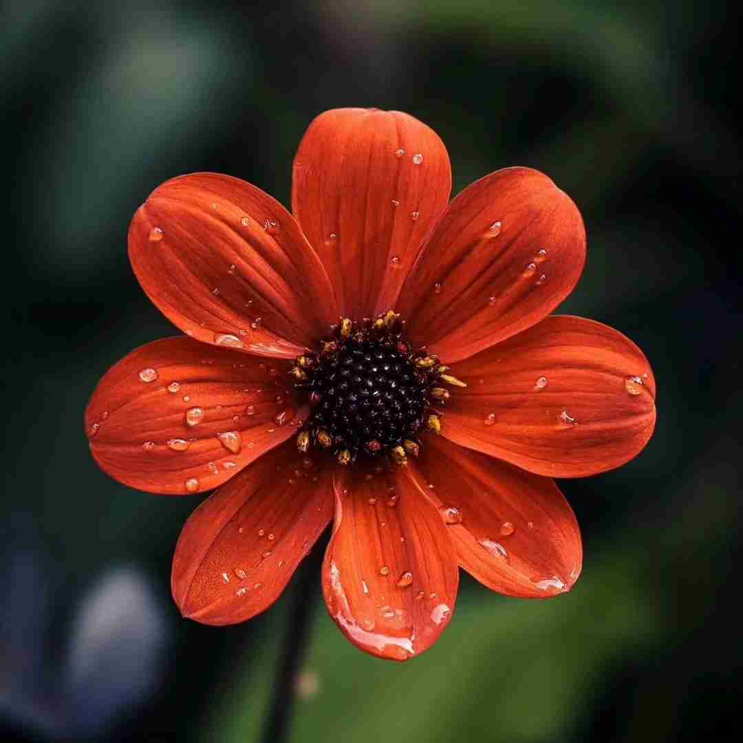  بال پرواز منو پس بدین قلب با ناز منو پس بدین با صدای دختر