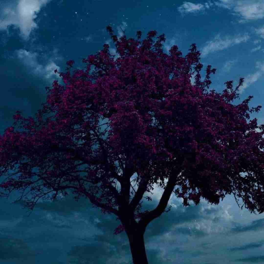  شقایق نبودی به پات جون بذارم با صدای دختر (ترکیبی فارسی کوردی)