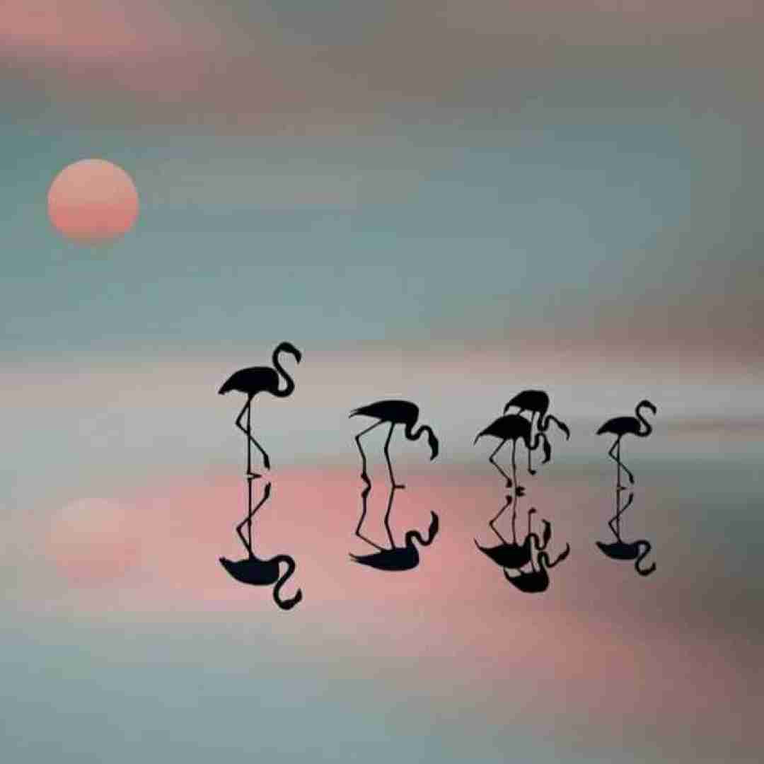 الو تو آب کردم شنا میام روی شنا