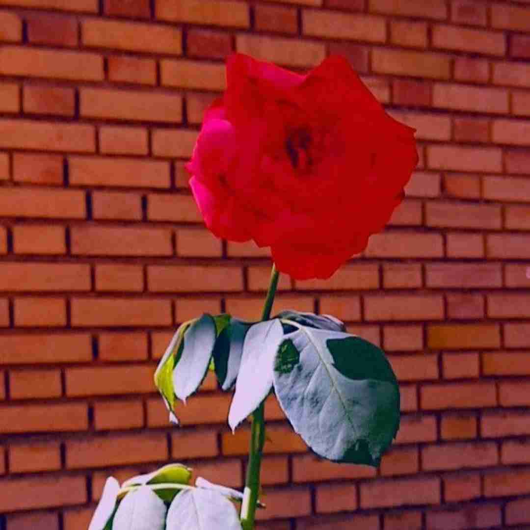  یعنی چی نمیشه داد قایقارو هل زبونت بند اومد (میکس اینستایی)