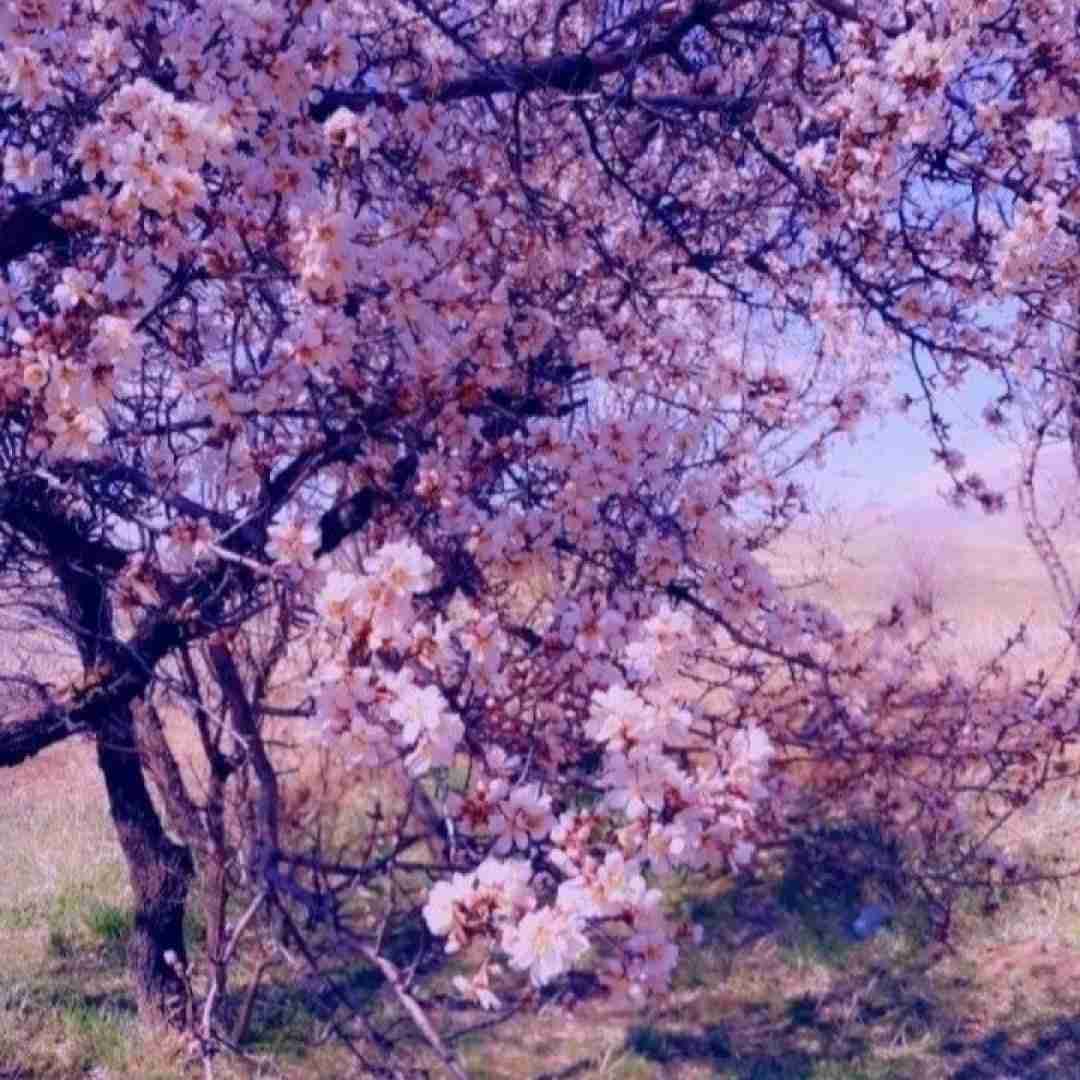 برسون خودتو به من اگه میشه اگه اینجا نه