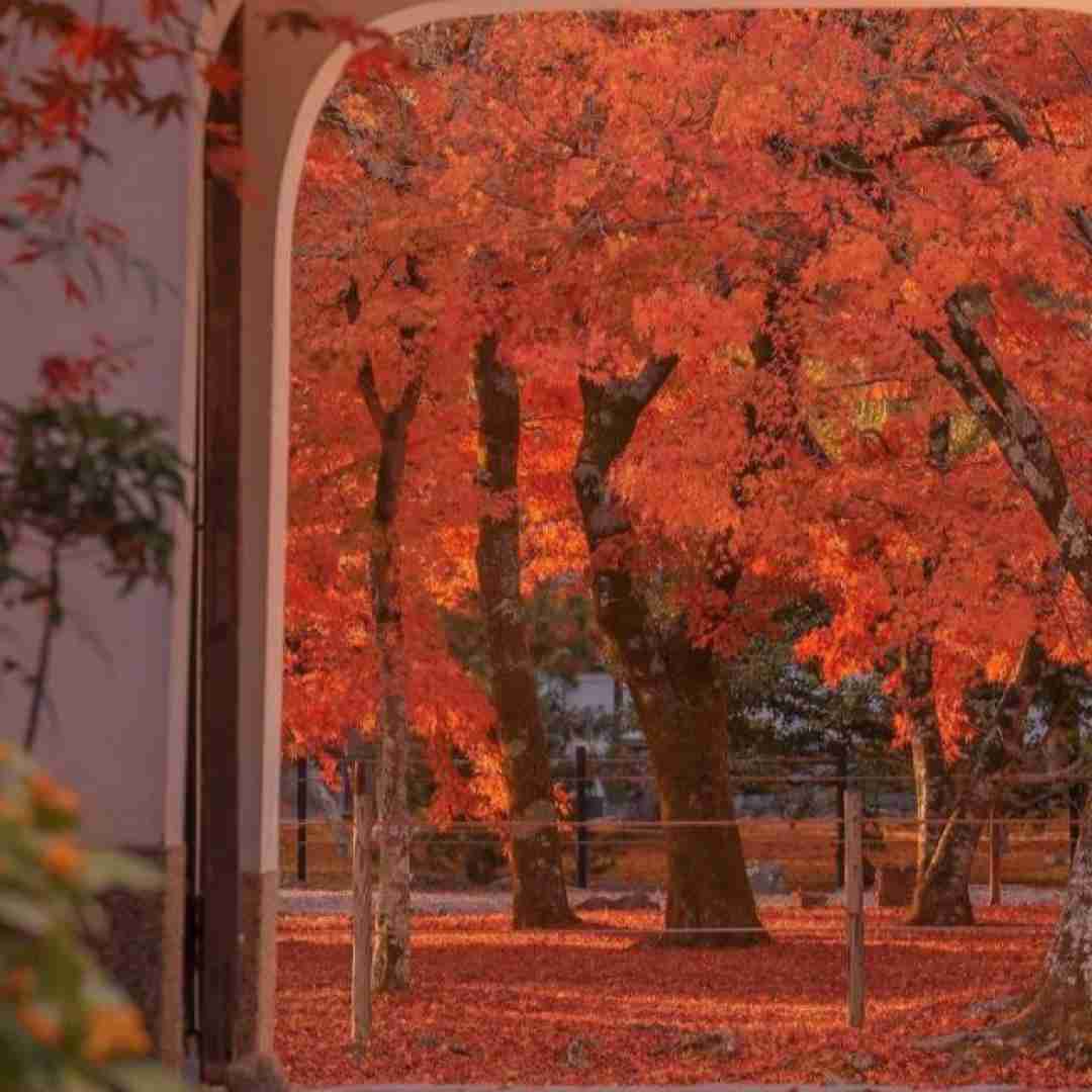  نوکرتم ننه جهان کوچیکو فانیه ننه (میکس اینستایی)