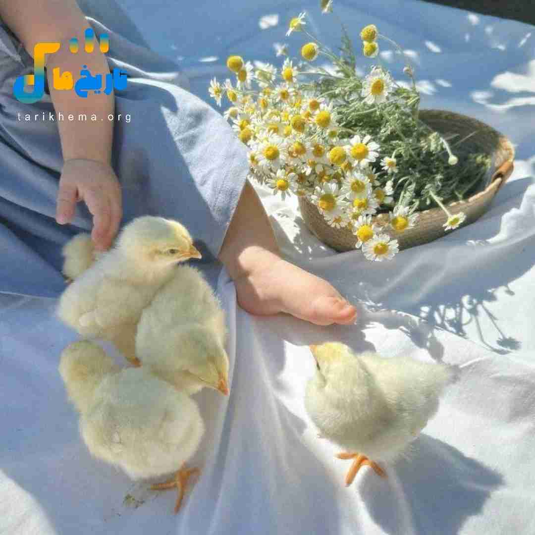 فاطمه عطایی برار تنها بومه