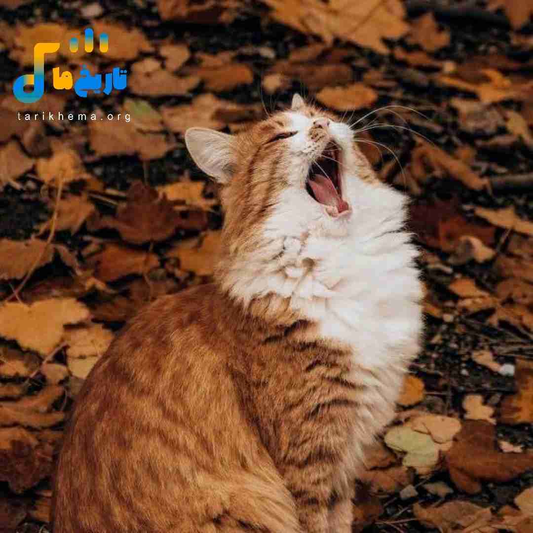 با اینکه تو شدی اکسم ولی من هرکاری میکنم