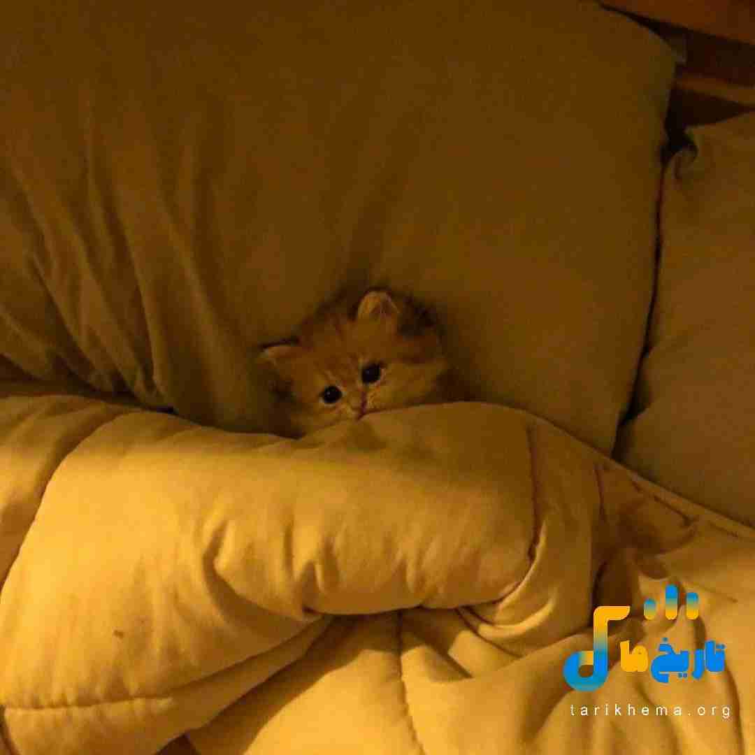  میره اکسپلور میزارم پست هر بار