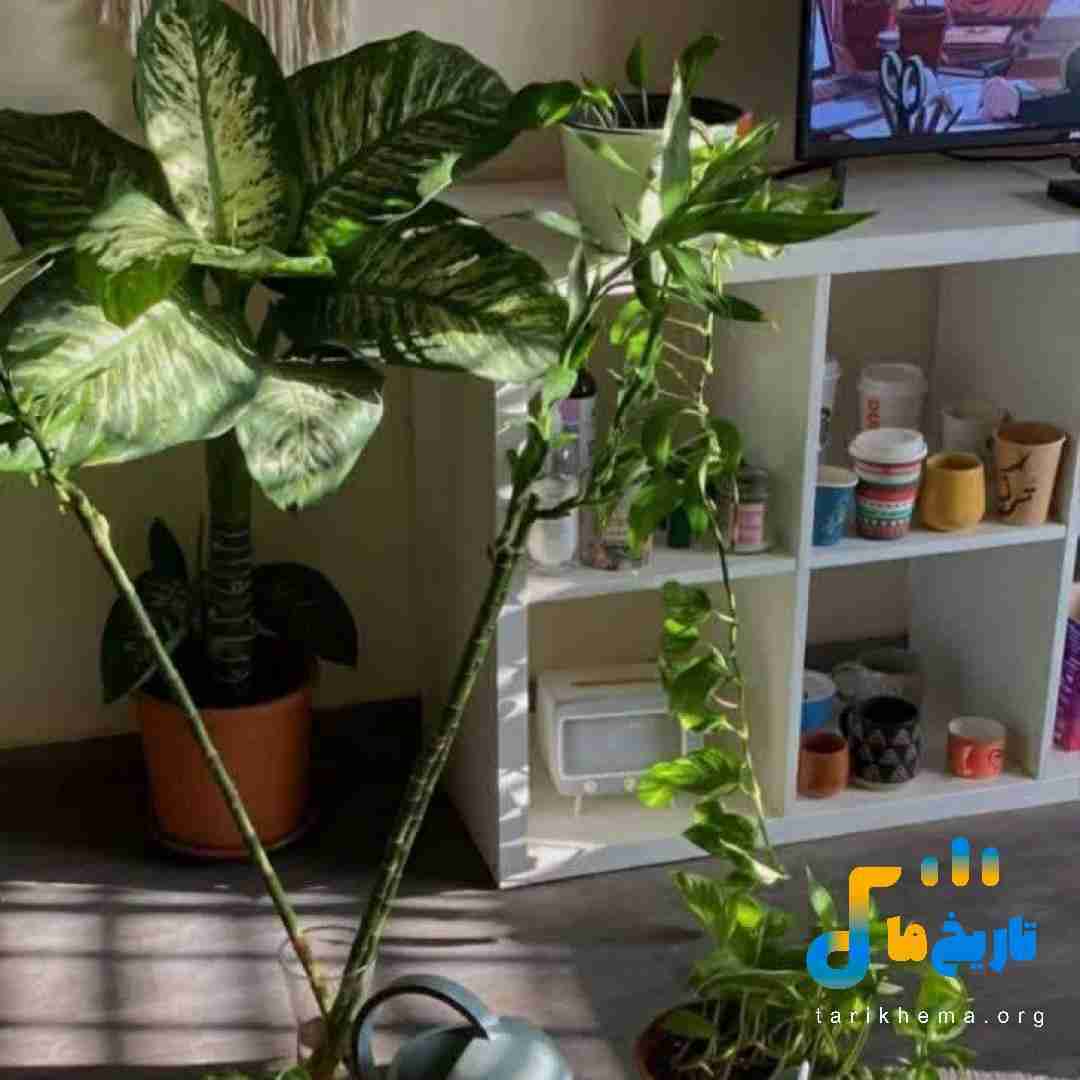  دافت قیافه میگیره انگار مگان فاکسه