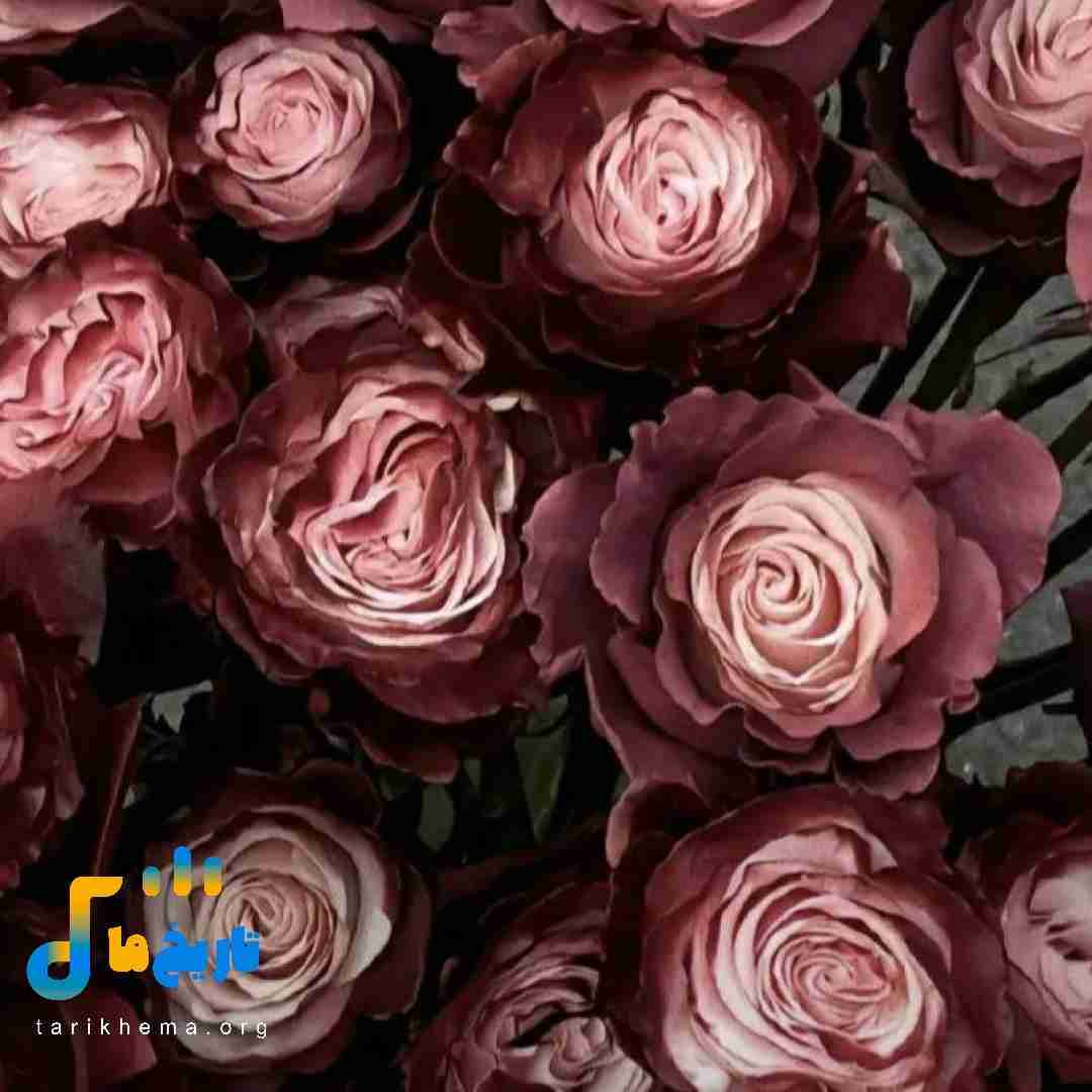 حتی اگه یه روز شد یه بار کات حتی اگه عشق دستت