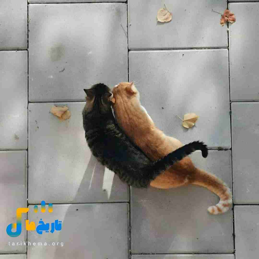 چیزی نگم از اشک چشم تو بگو میگم چشم (میکس اینستایی)