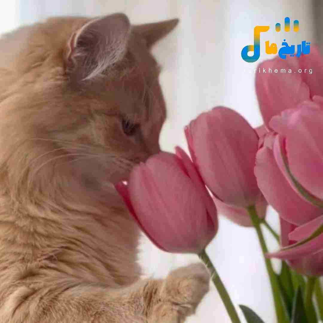 خدا جای هرچی نداشتم داد تورو بهم