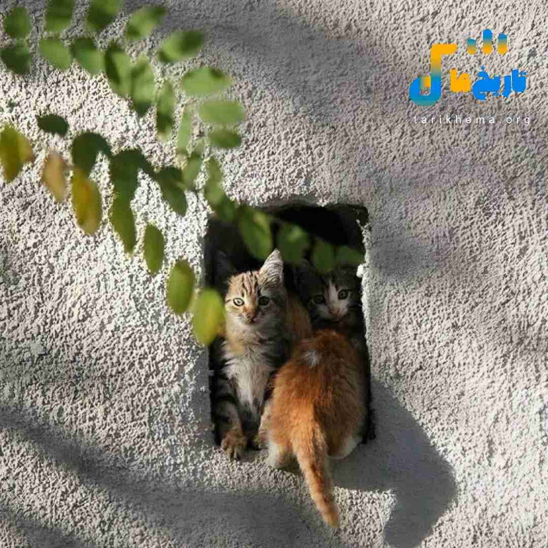 چکیده قطره از سقف نگات تو انعکاس زندان (میکس اینستایی)