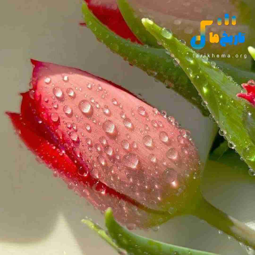 دارم میدم حال بدمو جلوه عادی این شبو کردی