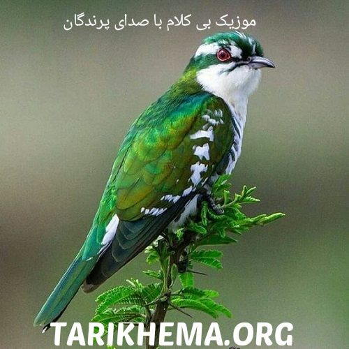 دانلود موزیک بی کلام با پس زمینه صدای پرندگان
