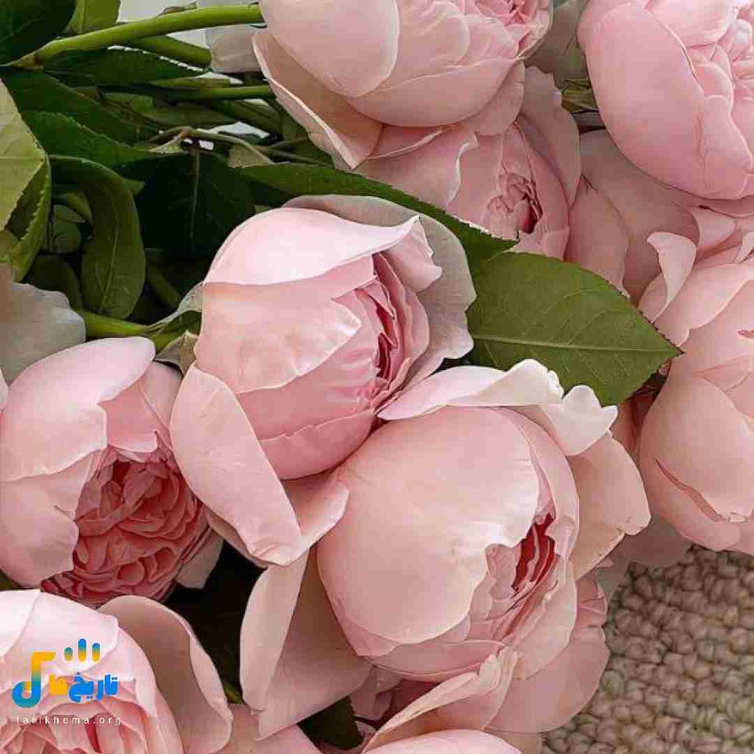 رفتی بعد از تو قلبم ترک خورد (میکس اینستایی)